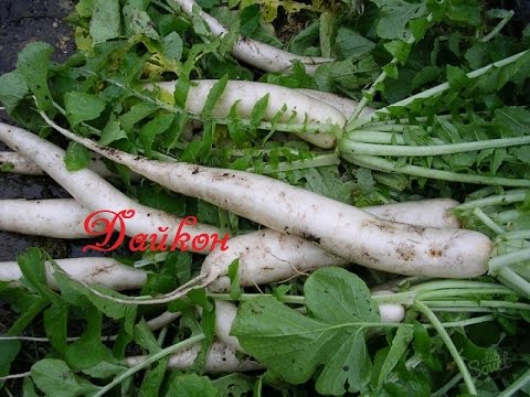 When to Plant Daikon: Top Expert Advice