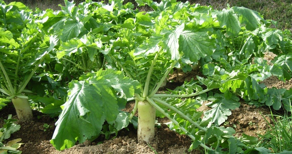 When to Plant Daikon: Top Expert Advice