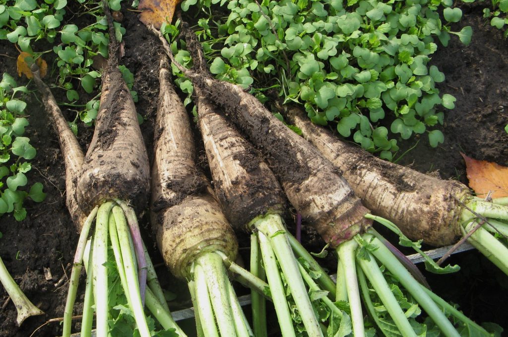 When to Plant Daikon: Top Expert Advice