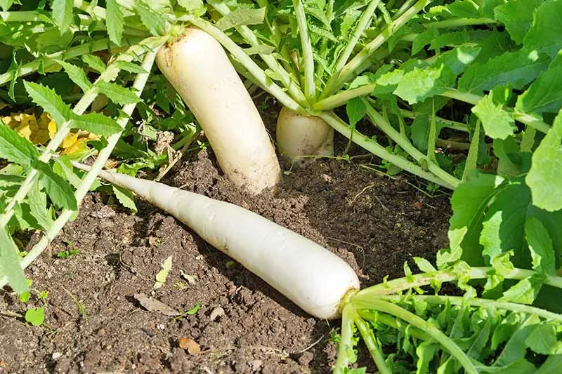 When to Plant Daikon: Top Expert Advice