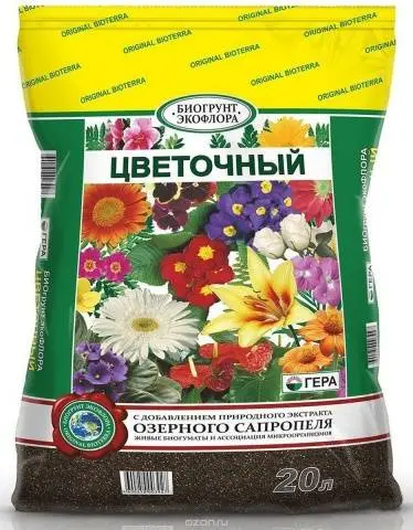 When to plant dimorfoteka