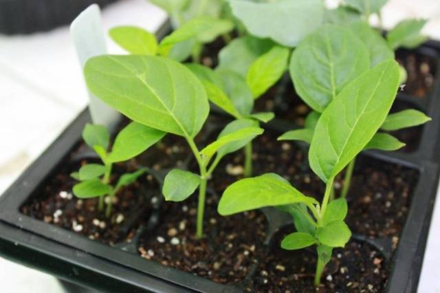 When to plant eggplant seedlings