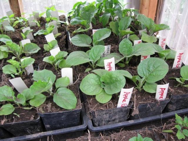 When to plant eggplant seedlings