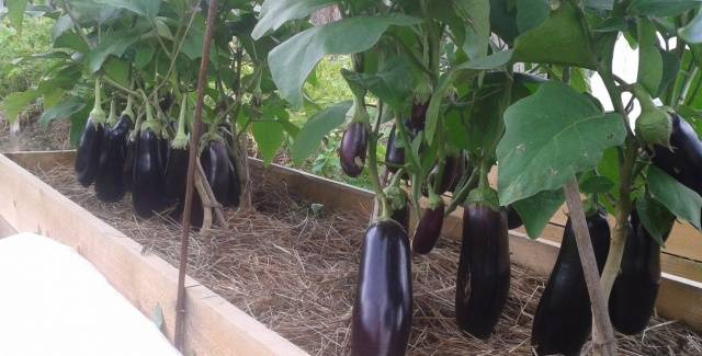 When to plant eggplant seedlings