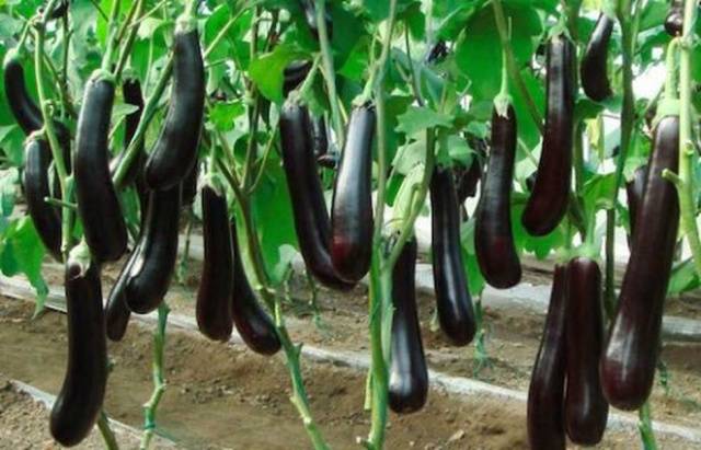 When to plant eggplant seedlings