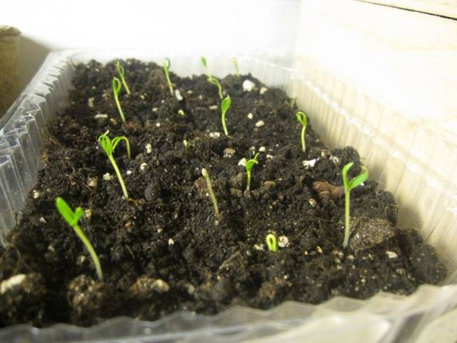 When to plant eggplant seedlings