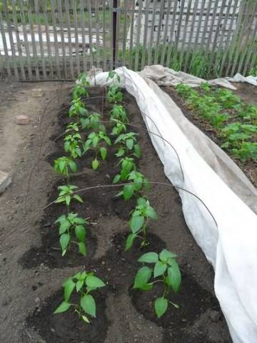 When to plant eggplant seedlings in the Urals