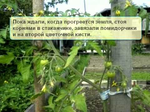 When to plant eggplant seedlings in the Urals