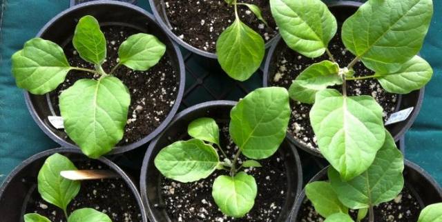 When to plant eggplant seedlings in the Urals