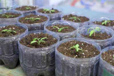 When to plant eggplant seedlings in the Urals