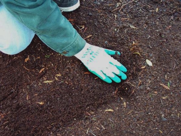 When to plant garlic before winter: the right planting dates