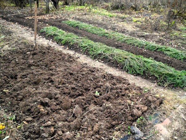 When to plant garlic before winter: the right planting dates