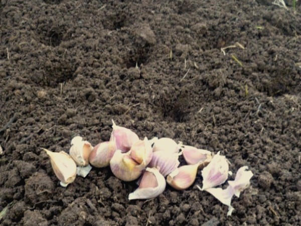 When to plant garlic before winter: the right planting dates