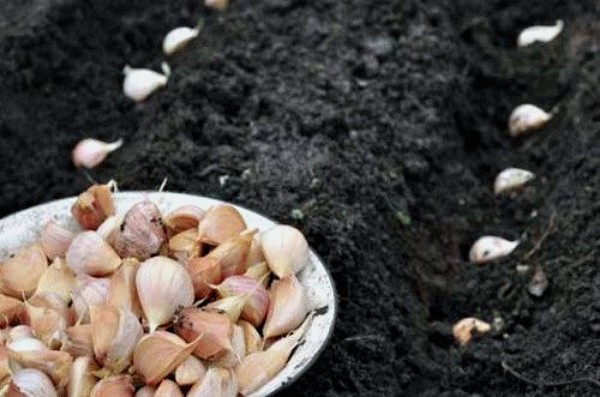 When to plant garlic before winter: the right planting dates