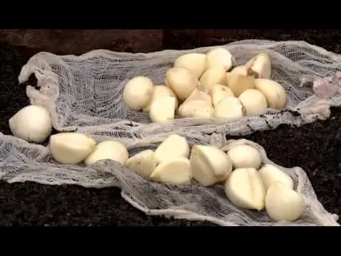 When to plant garlic before winter: the right planting dates