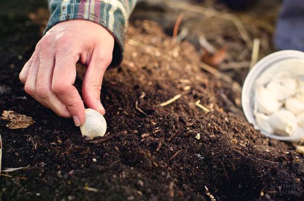 When to plant garlic for the winter in the Urals according to the lunar calendar