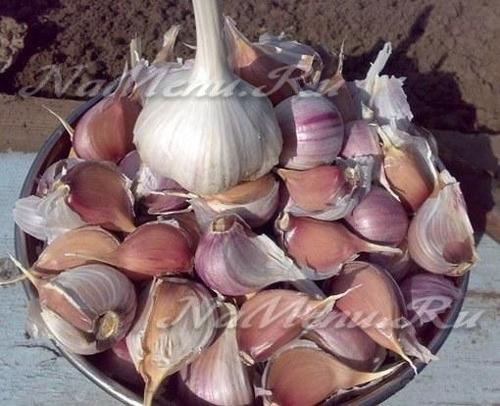 When to plant garlic for the winter in the Urals according to the lunar calendar