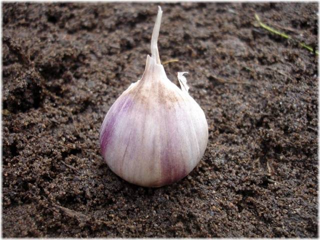 When to Plant Garlic in the Fall 