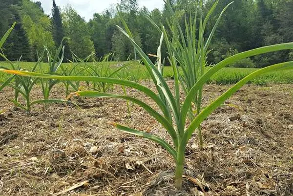 When to Plant Garlic in the Fall 