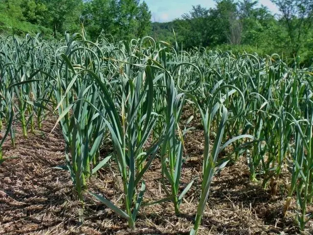 When to Plant Garlic in the Fall 