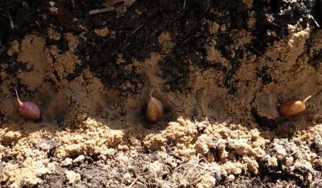 When to Plant Garlic in the Fall 