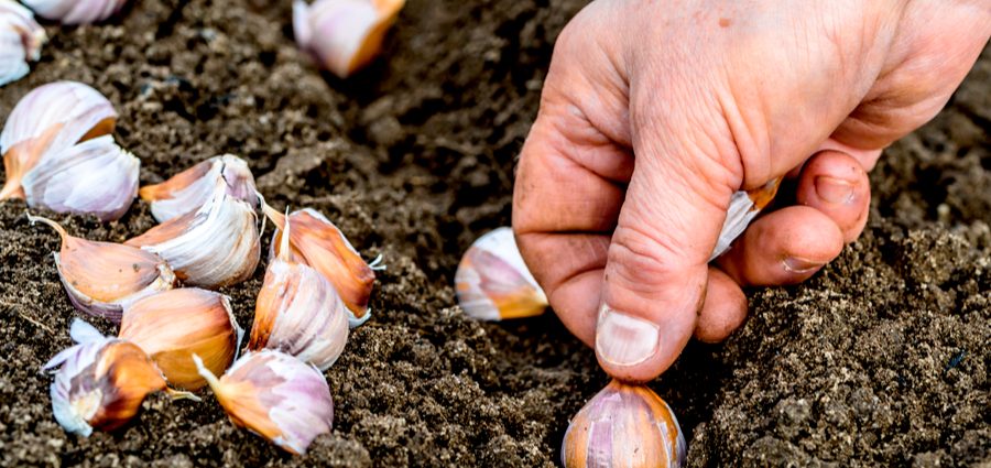 When to Plant Garlic in the Fall 