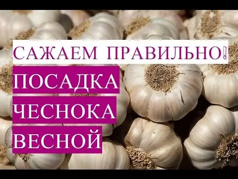 When to plant garlic: the right planting dates in 2022