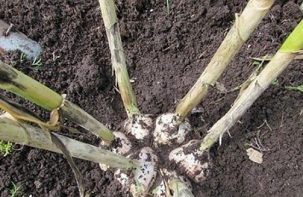 When to plant garlic: the right planting dates in 2022