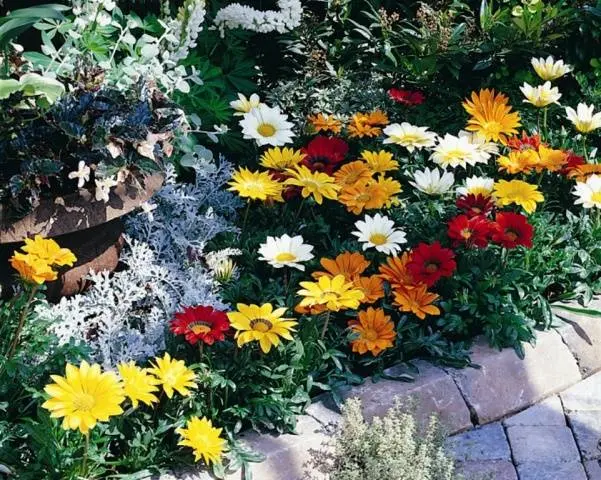 When to plant gazania for seedlings