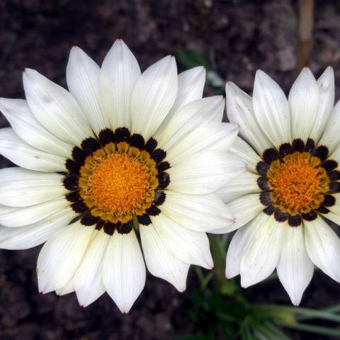 When to plant gazania for seedlings