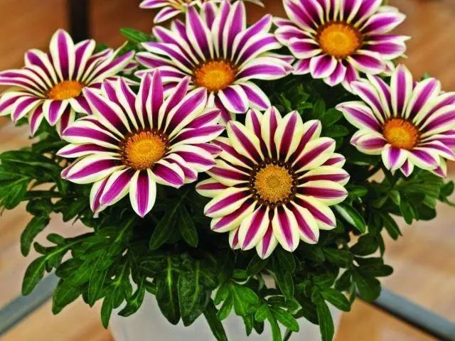 When to plant gazania for seedlings