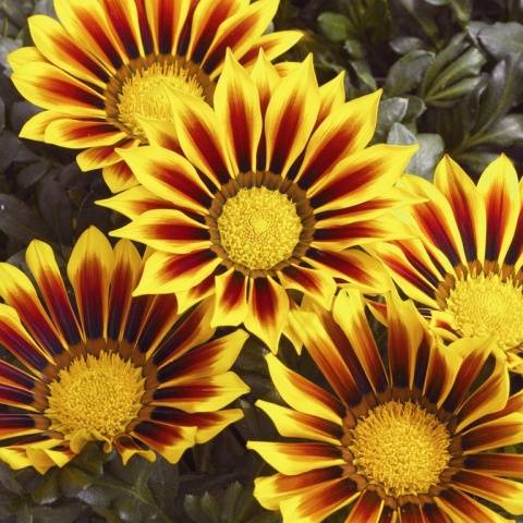 When to plant gazania for seedlings