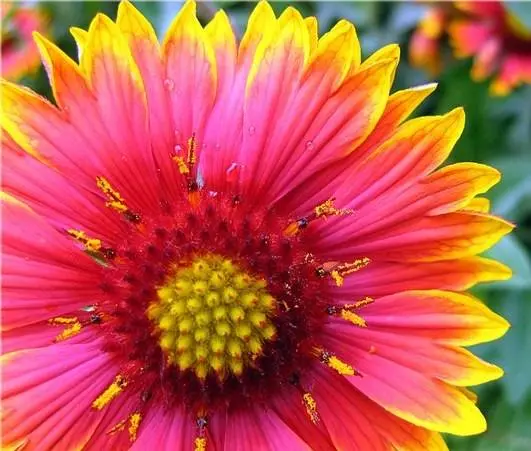 When to plant gazania for seedlings