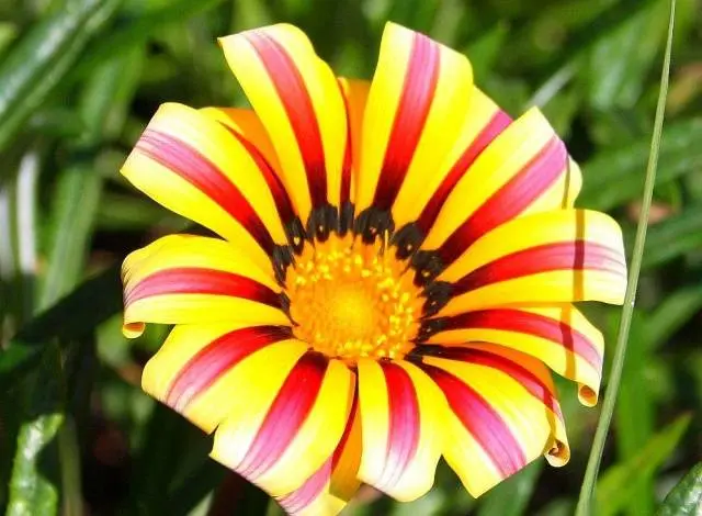 When to plant gazania for seedlings