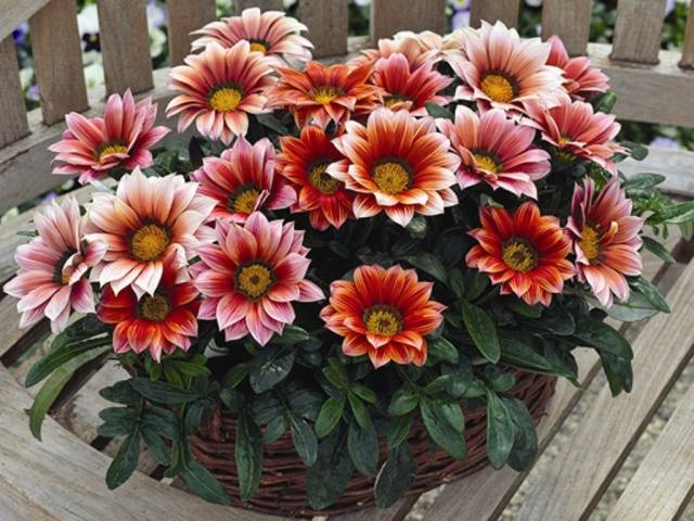 When to plant gazania for seedlings