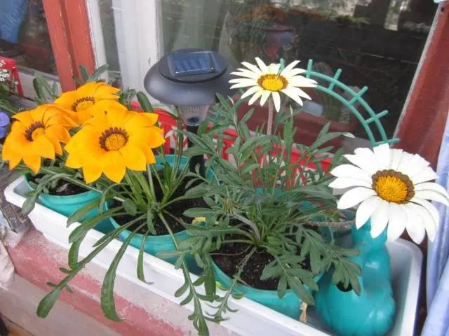 When to plant gazania for seedlings