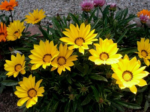 When to plant gazania for seedlings