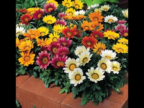 When to plant gazania for seedlings