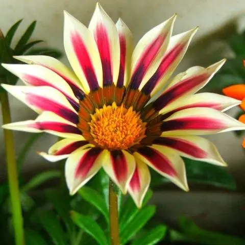 When to plant gazania for seedlings