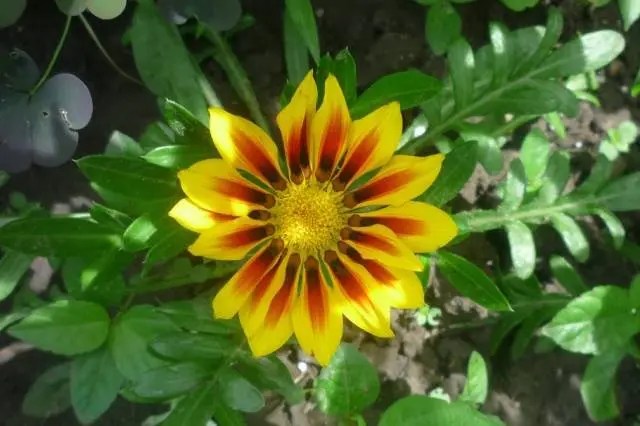 When to plant gazania for seedlings