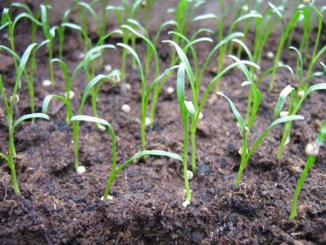 When to plant gazania for seedlings