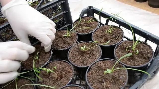 When to plant gazania for seedlings