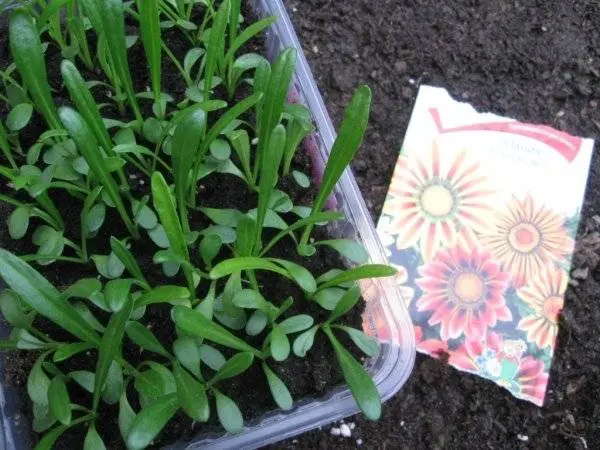 When to plant gazania for seedlings