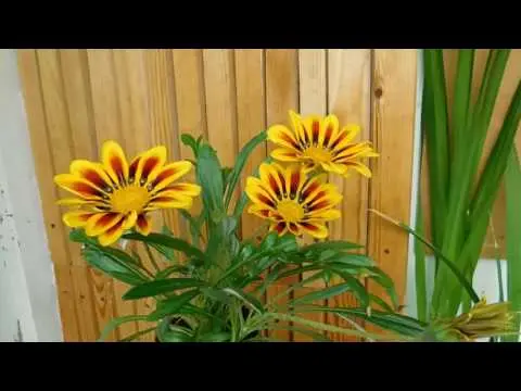 When to plant gazania for seedlings