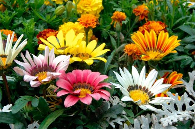 When to plant gazania for seedlings