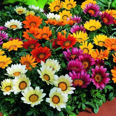 When to plant gazania for seedlings