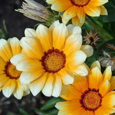 When to plant gazania for seedlings