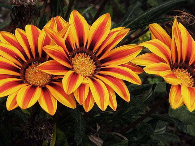 When to plant gazania for seedlings