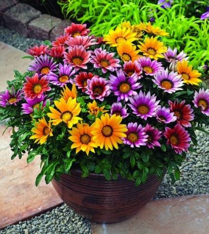 When to plant gazania for seedlings