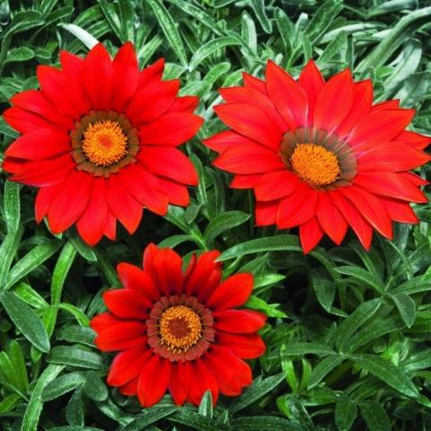 When to plant gazania for seedlings